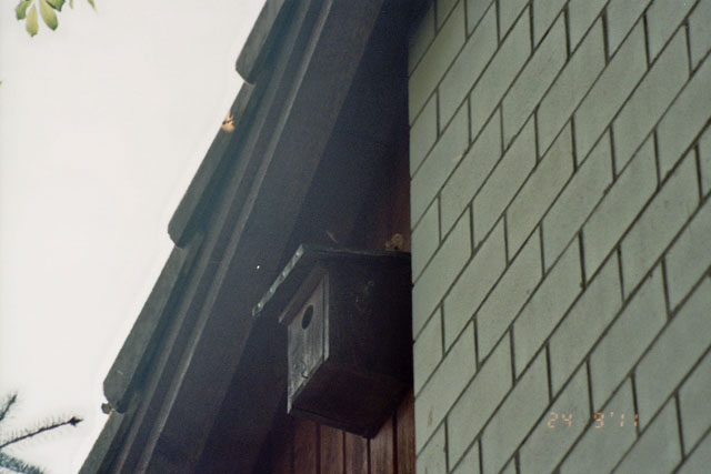 Hornissennest in Dachstock