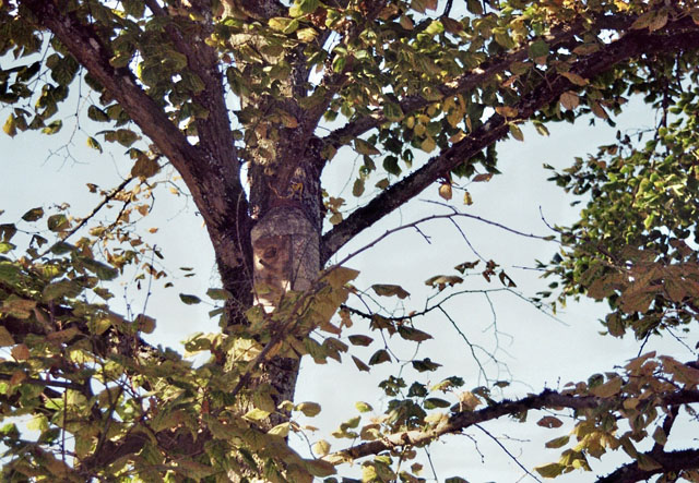Hornissennest in Vogelnistkasten
