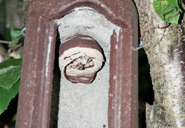 Hornissennest in Vogelnistkasten