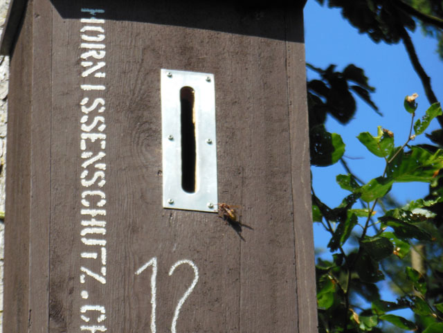 Hornissennest in Hornissenkasten 12