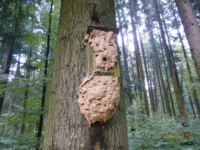 Hornissennest in Vogelnistkasten
