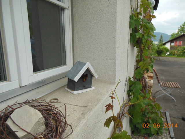 Hornissennestgrndung in Zierhuschen