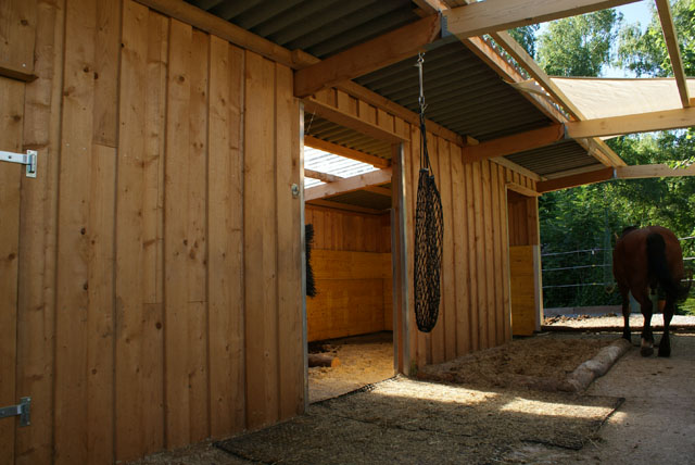 Hornissennest in Zwischenwand
