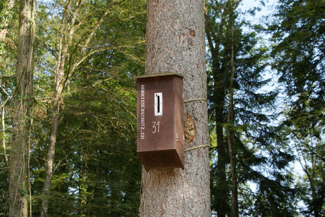 Hornissennest in Hornissenkasten 31