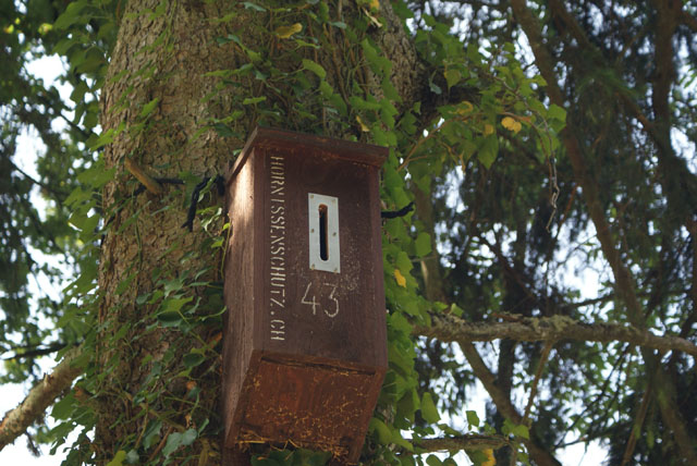 Hornissennest in Hornissenkasten 43
