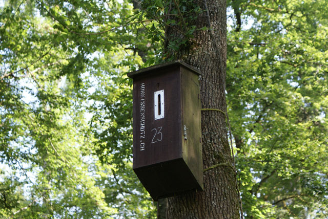 Hornissennest in Hornissenkasten 23