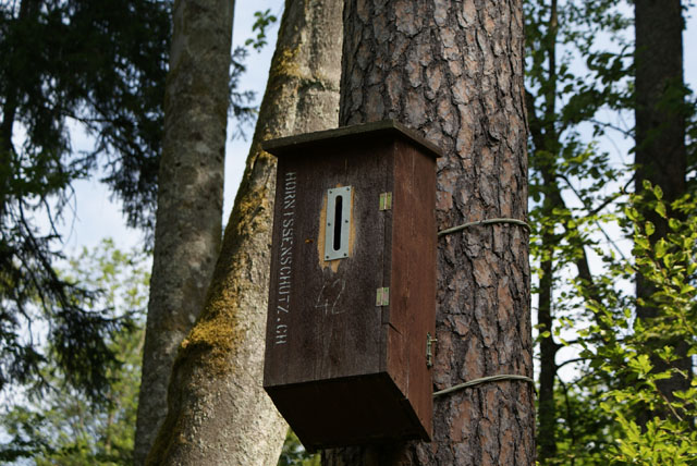Hornissennest in Hornissenkasten 42