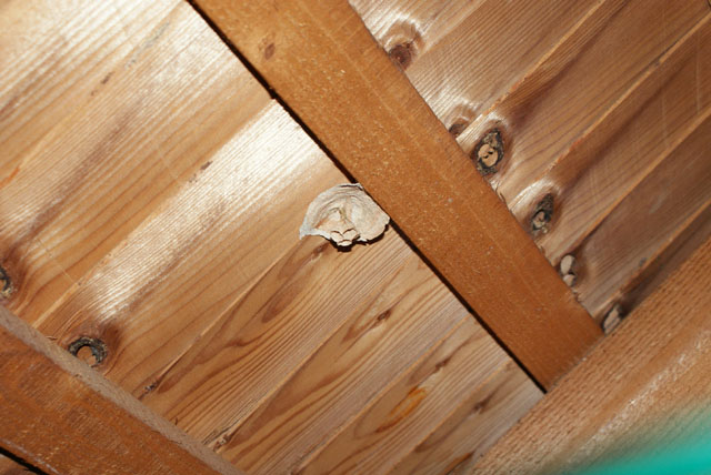 Hornissennest in Dachstock
