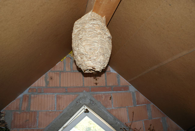 Hornissennest in Dachstockabteil