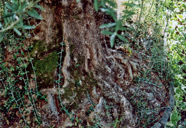 Hornissennest in Olivenbaumhhle