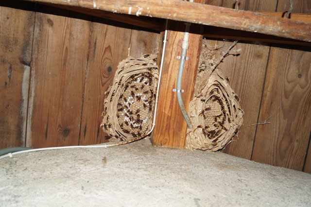 Hornissennest in Dachstock