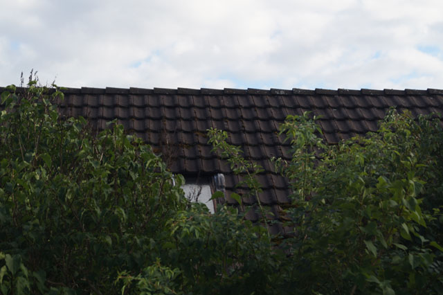 Hornissennest in Zwischendach