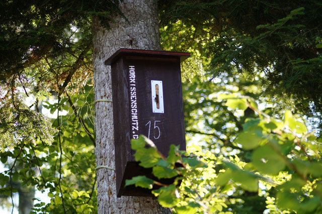 Hornissennest in Hornisesnkasten 15