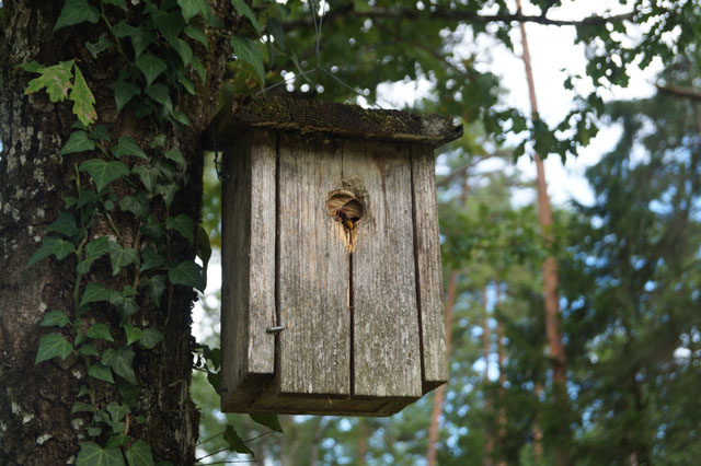 Hornissennest in Vogelnistkasten