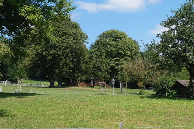 Hornissennest in Lindenbaumhhle
