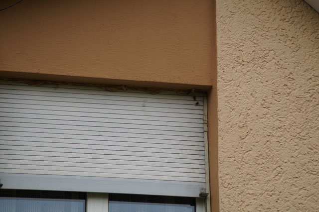 Hornissennest in Rollladenkasten