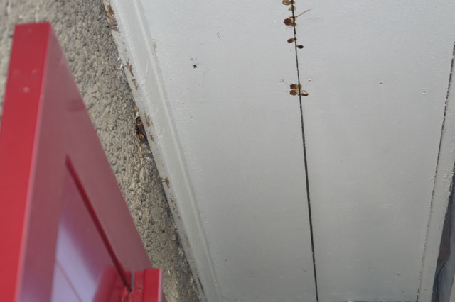 Hornissennest in Dachuntersicht