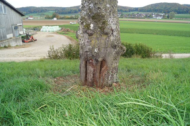 Hornissennest in Stammhhle eines Kirschbaumes