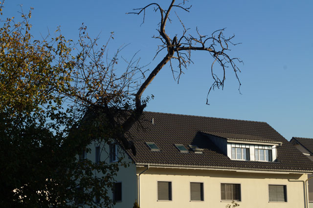 Hornissennest in Asthhle eines Obstbaumes