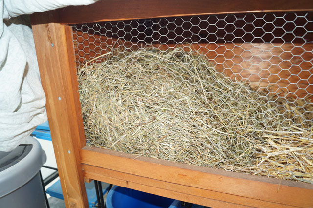 Hornisse im Heuhaufen in Hasenstall