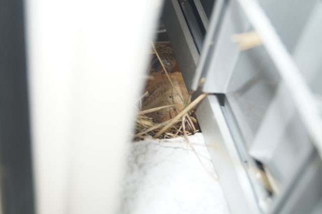 Hornissennest in Storennische