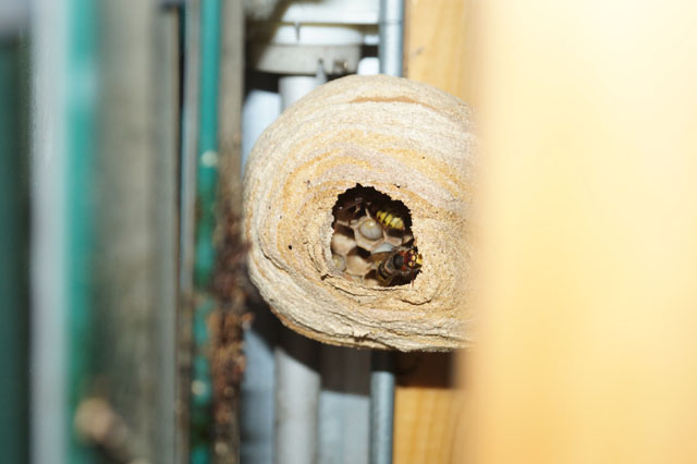 Hornissennest aus Storennische gezgelt