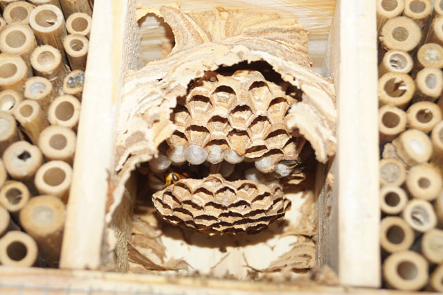 Hornissennest aus Insektenhotel umgesiedelt