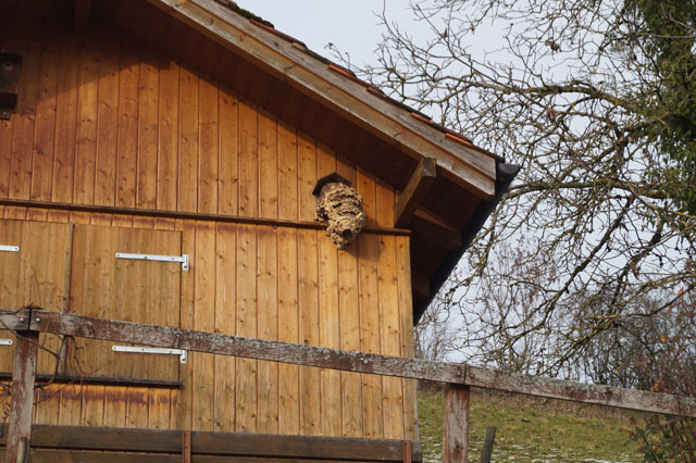 Hornissennest in Vogelhuschen