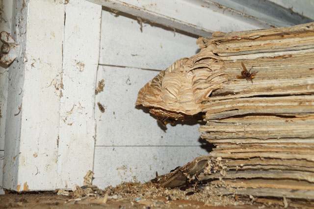 Hornissennest im Bienenhaus
