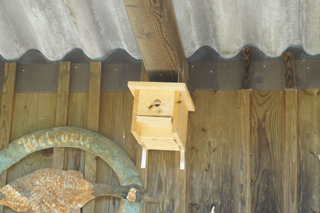 Hornissennest in Vogelnistkasten