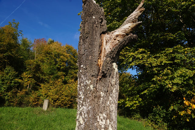 Hornissennest in Kirschbaumhhle