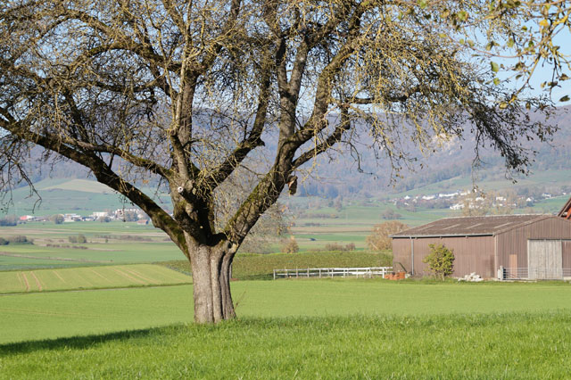 Hornissennest in 