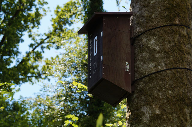 Hornissennest in Hornissenkasten 20