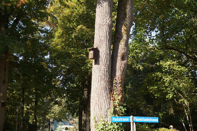 Hornissennest in Vogelnistkasten