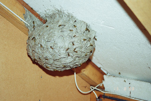 Nest der Deutschen Wespe in Dachnische