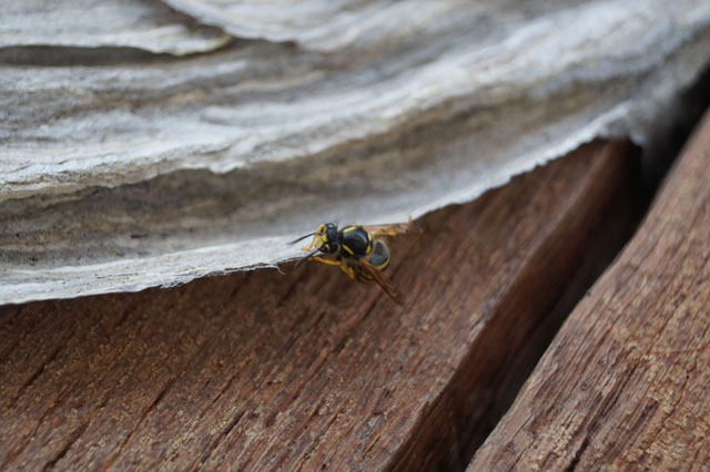 Arbeiterin der Waldwespe auf der Nesthülle