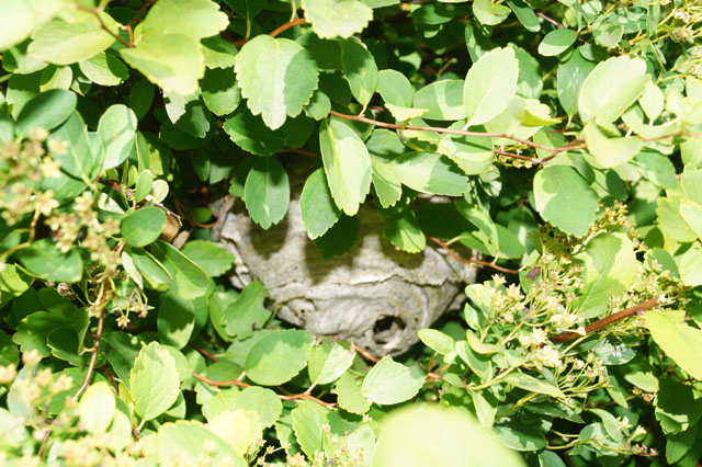 Nest der Mittleren Wespe in Strauch