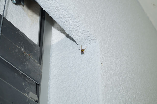 Deutsche Wespe in Fassadenhohlraum