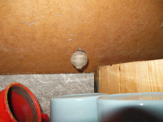 Schsische Wespe in Bauwagen