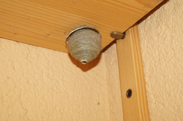 Schsische Wespe an Regaltablar auf Balkon