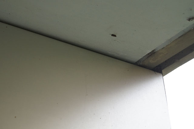 Schsische Wespe hinter Wandverkleidung