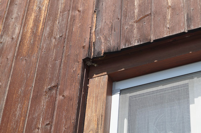 Haus-Feldwespe von Fensterrahmen umgesiedelt