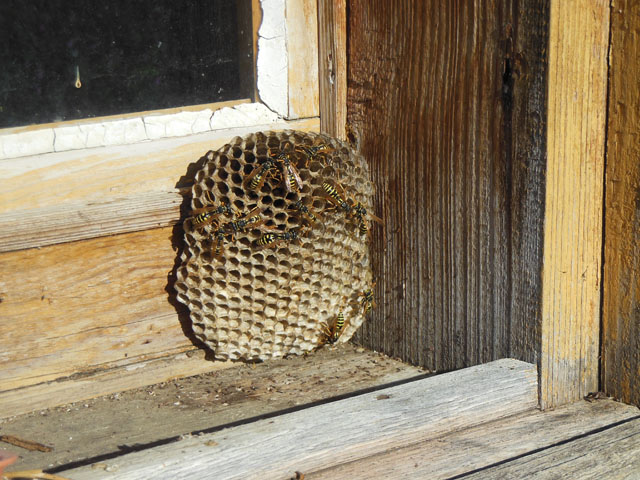 Haus-Feldwespe an Fensterrahmen