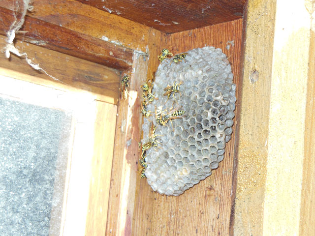 Haus-Feldwespe an Fensterrahmen
