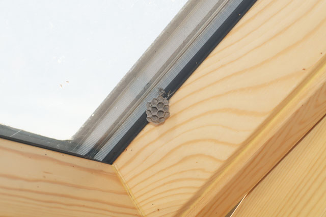 Haus-Feldwespe an Dachfensterrahmen
