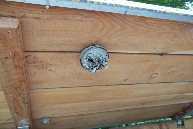 Schsische Wespe in Sreugutkiste