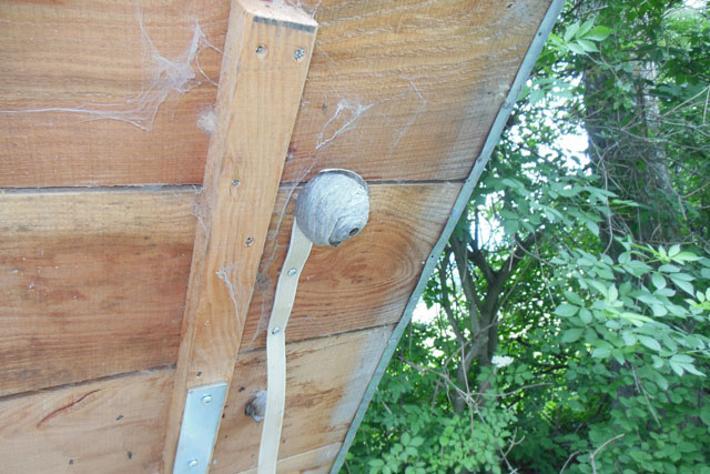 Schsische Wespe in Sreugutkiste