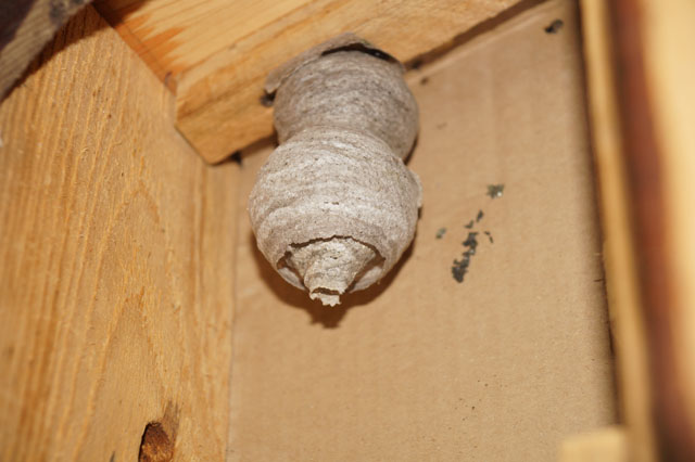Schsische Wespen in Hornissenkasten 44