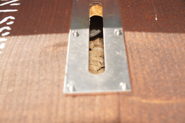 Deutsche Wespe in Hornissenkasten 22