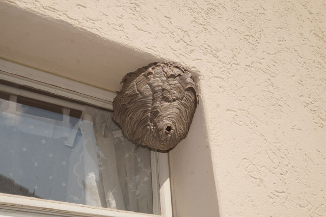 Mittlere Wespe an Fenstersturz